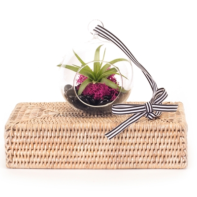 Dish Gardens - Something in the Air